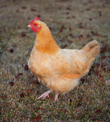 Walking hen