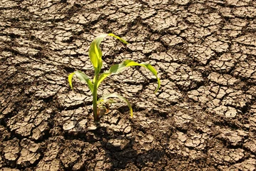 Deurstickers Drought, dry earth © meryll