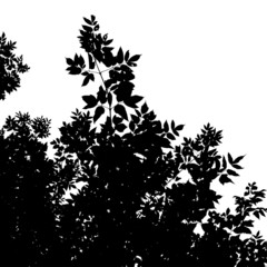 Naklejka premium leaves silhouette of American Maple