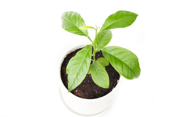Sprout of lemon