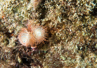 An Atlantic ocean species of marine animal.