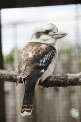 Kookaburra sitting on a perch in a wildlife reserve