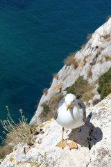 Yellow-legged Gull (Larus michahellis), in Natural Park of Penon