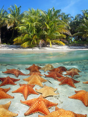 Beach and starfish underwater © dam