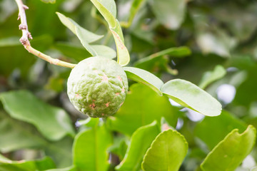 bergamot fruit