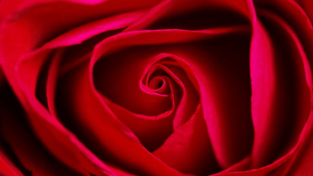 red rose, Close up realistic film, movie shot for background