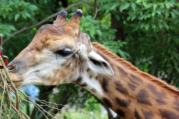 giraffe