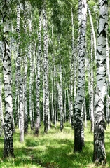Poster Pathway in sunny birch grove of summer july © Elena Kovaleva
