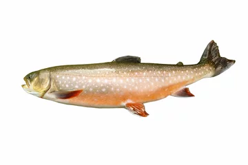 Poster Large Dolly Varden Trout in Spawning Colors © tab62