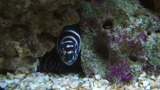 A zebra moray on coral reef