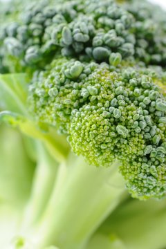 Green Broccoli Close-Up
