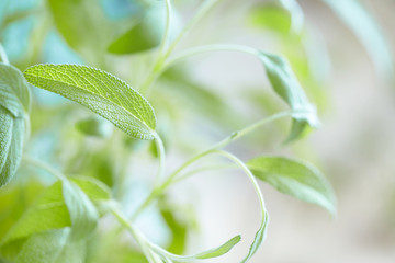 Fresh Sage