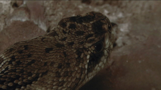 A close up of rattlesnake coiled with forked tongue