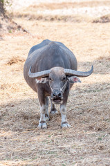 Thai Buffalo ,Thailand