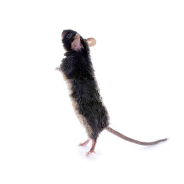Maus macht M&auml;nnchen