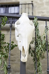 Old cow skull