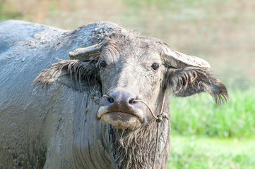 Thai buffalo