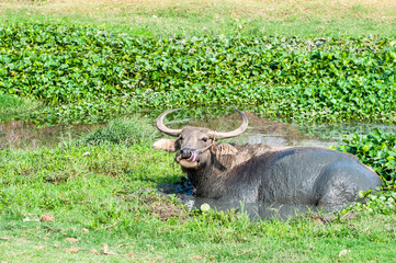 Thai buffalo in water