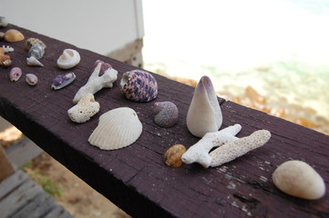 Seashells