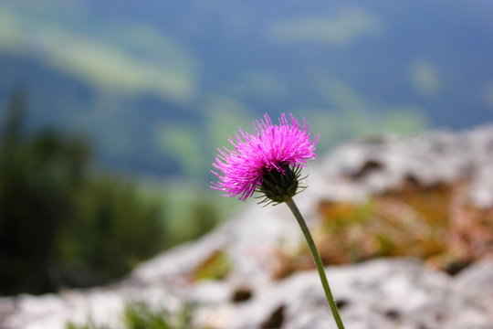 Flockenblume auf dem Tressenstein im steirischen Ennstal