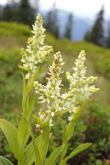 Die Giftpflanze Weißer Germer blüht im steirischen Ennstal