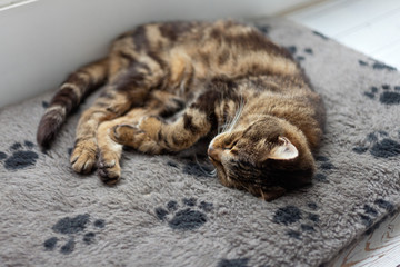 Lazy tabby cat sleeping on grey rug.