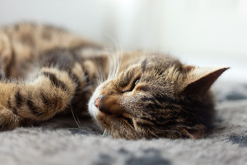 Lazy tabby cat sleeping on grey rug.