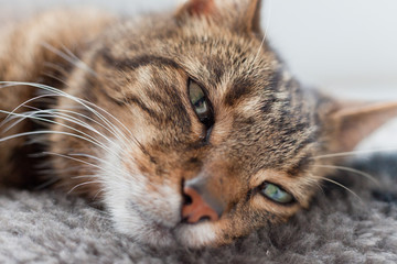 Close-up of lazy tabby cat sleeping on grey rug.