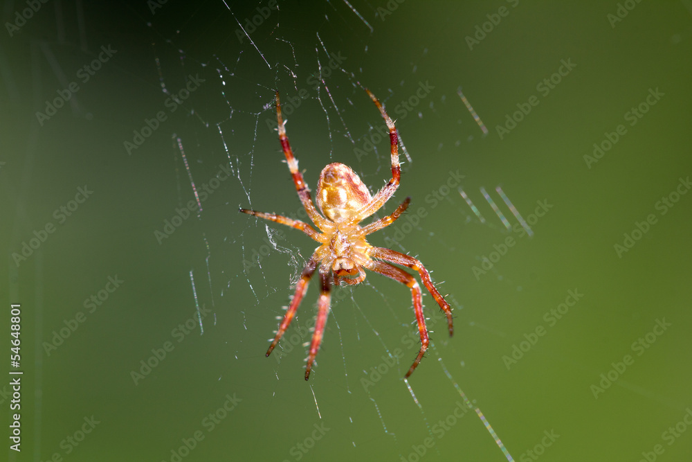 Wall mural spider on the web. macro