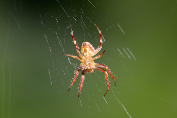 spider on the web. macro