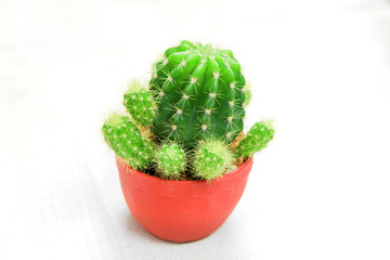 Cactus Pot