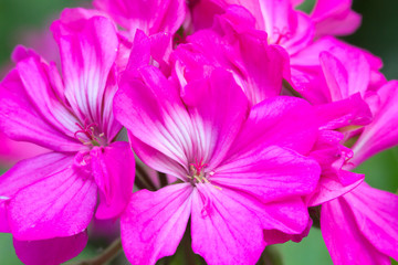beautiful pink flower on nature