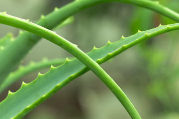 Aloe beautiful in nature. macro