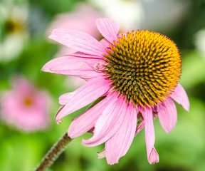 Nahaufnahme Sonnenhut (echinacea purpurea)