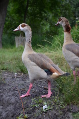 Nilgans-Pärchen