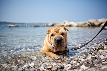 sharpei dog