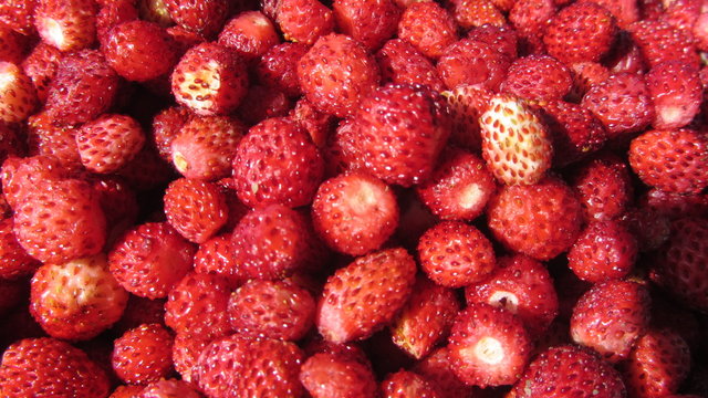 fraises des bois