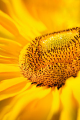 Obrazy na Szkle  słoneczniki zbliżenie