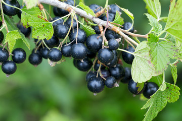 black currant growing
