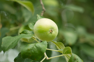 branch with apples on the nature