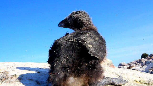 razorbill (Alca torda) chick