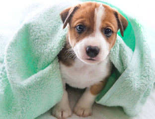 Dog bath towel © rasskaz