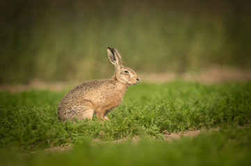 Brown Hare