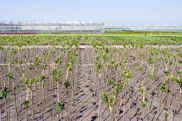 Nursery with greenhouses in Hazerswoude.