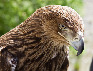 Eagle