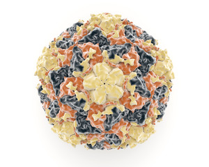 Rhinovirus