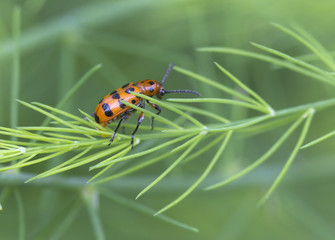 Crioceris quatuordecimpunctata.