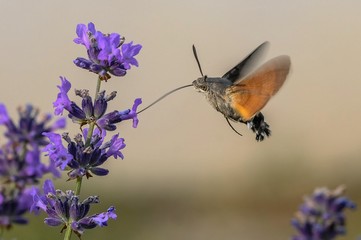 Macroglossum stellatarum