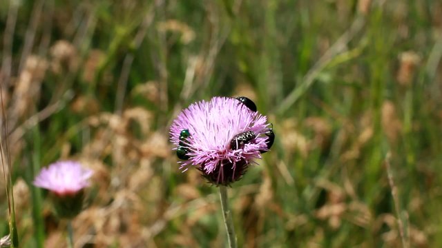 bugs on puple flower