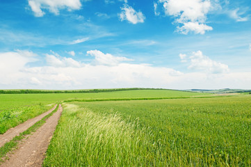 Fototapeta na wymiar wheat field and country road